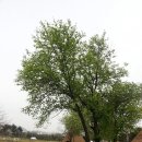 선사유적지 미롱이 이미지