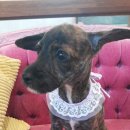 할리우드펫 이미지