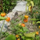 흙집정원 이미지