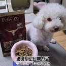 펫라이프 | 강아지 고단백사료 펫카인드 그린트라이프 급여 후기