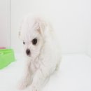 까비애견 이미지