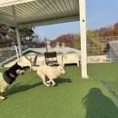 스타일 퍼피 | 대형견유치원 퍼피스카우트 후기에요