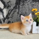 쿤이수염 이미지