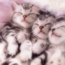 동양파라빌 이미지