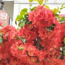 벚꽃,명자꽃,서울식물원에서 (24-04-07) 이미지
