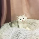 요미캣 고양이분양 일산점 이미지