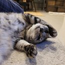 이-숯드림 이미지