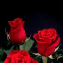 신일장미아파트 이미지