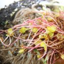 중앙탑막국수 이미지