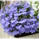 로벨리아(lobelia) 이미지