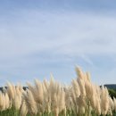 핑크애견 이미지