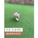 돌담동물의료센터 네이버블로그