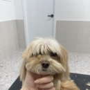 댕스티니 이미지