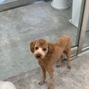 마마동물병원 이미지