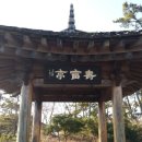 증도 우전리 팽나무 이미지