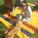 워킹애니멀스쿨 이미지