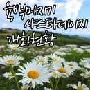 평창 육백마지기 샤스타데이지 개화현황 | 차박 가능한 주차장부터 포토스팟까지 직접 다녀온 후기