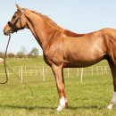 두부 나라 이미지