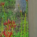 용호근린공원 이미지