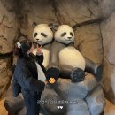 주말 에버랜드 워킹사파리후기+꿀팁 (코스추천/ 오픈런안함. 오후에 감)