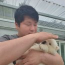 봉화강아지마을 이미지