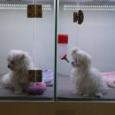 엘리시안퍼피 이미지