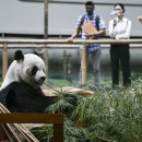 판다 이미지