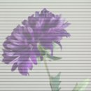 앤티엘