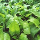 산골농부네 이미지