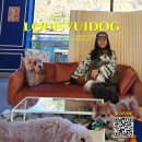 루이비독 이미지