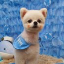 바비펫살롱 이미지