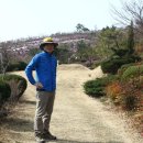 송광사&벚꽃길 이미지