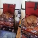 가방위에 고양이 이미지