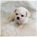 만남 | 하남강아지분양 반려견 만남 후기