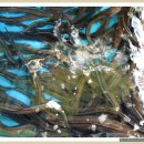 일양주유소 이미지