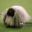 베스트 인 쇼 이미지