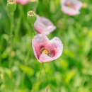 드니오니 이미지