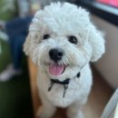 도기온 (doggyon) | 호두 토리 대구, 대구 근교 애카 일상