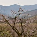 순천향매실마을 이미지