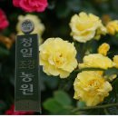 산돌농원(제2농장) | 장미 조경수 묘목 한 번에 살 수 있는 구미 청일 농원