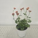 도강농장 이미지