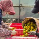 제주감귤농업협동조합 (거점)농산물산지유통센터(3유통) 이미지