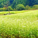 다원우리여행사 | 아너드여행사 평창 당일치기 여행│봉평 메밀꽃 축제·허브나라농원·월정사 전나무숲길