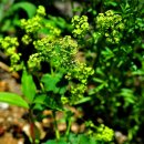 성모초교 이미지