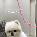 하트애견미용실 이미지
