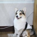 패밀리애견 이미지