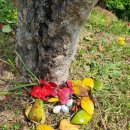 해바라기유치원 이미지