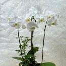 루아데코