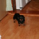 우리애견 이미지