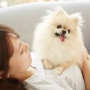 이삭애견훈련소 이미지